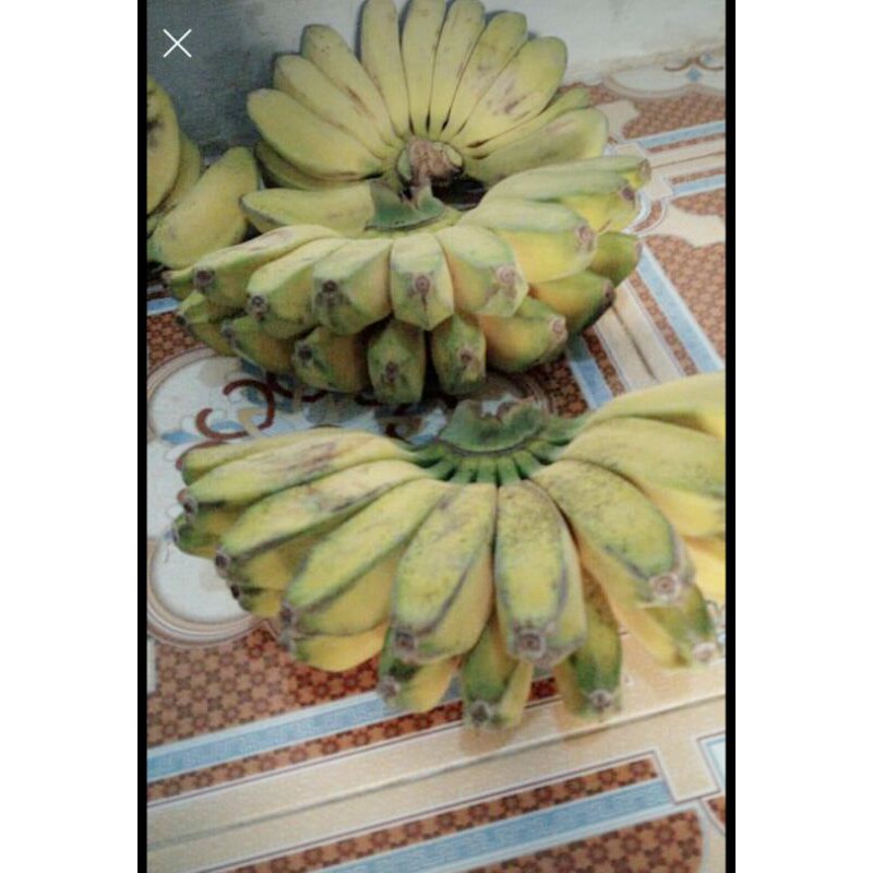 

Pisang kepok 1 sisir