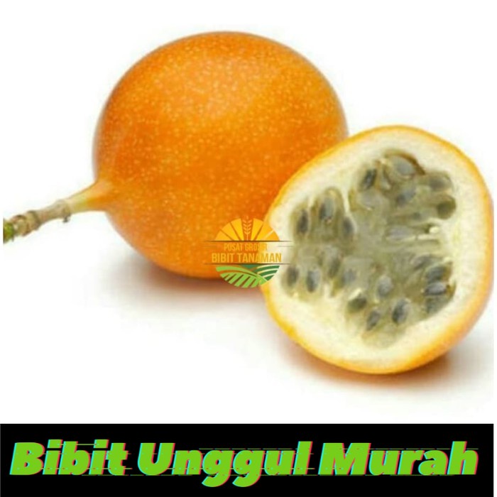 Bibit Markisa Manis Oren