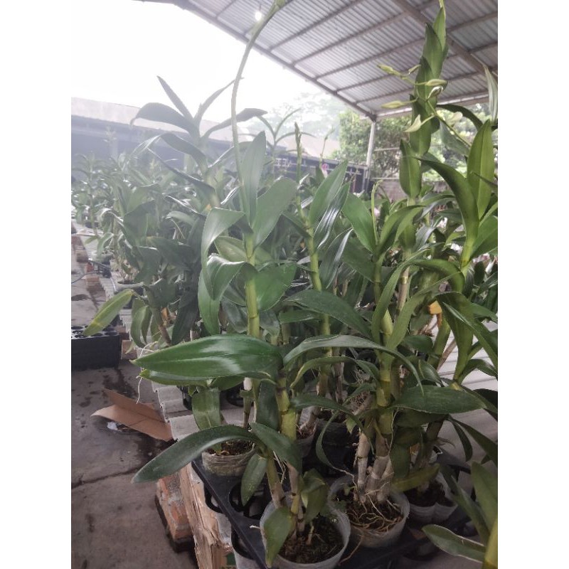 anggrek dendro spike jumbo