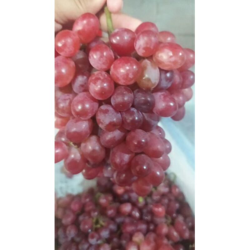 

❤ SEMBAKO MURAH ❤ Buah Anggur Merah Red Globe - Pasar murah bekasi