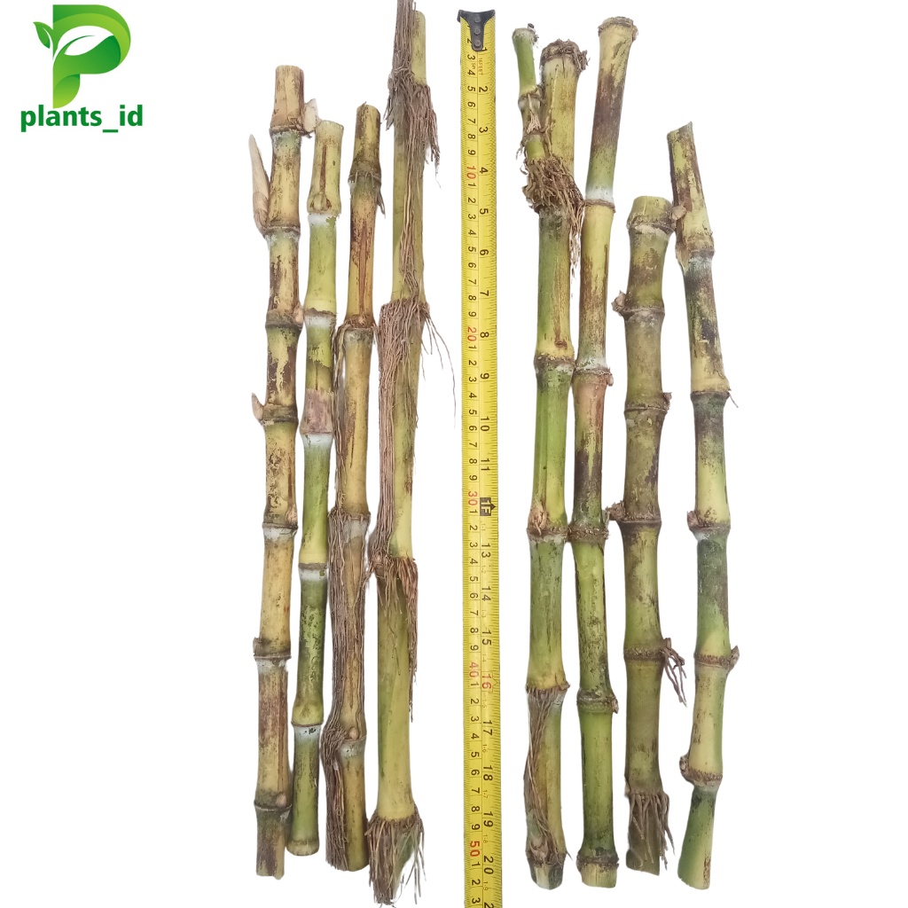 Benih Terubuk Telor Tebu Sudah Berakar Siap Tanam Terubuk Benih Terubuk Telor Tebu Super benih terub