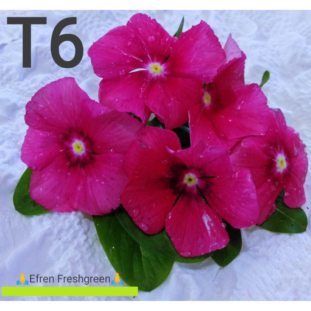 BIJI BUNGA VINCA TEGAK TATTO PINK FRESH SEED