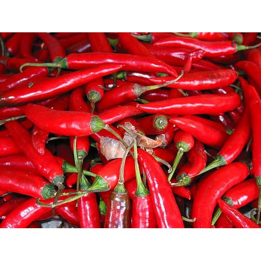 50 biji benih Cabe Besar Merah/ super besar