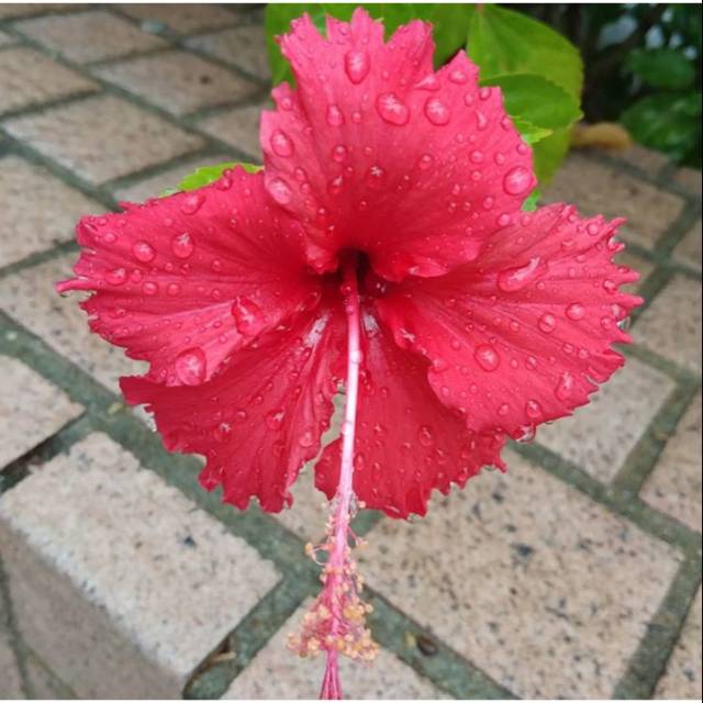 Bibit tanaman kembang sepatu / tanaman kembang sepatu / pohon kembang sepatu