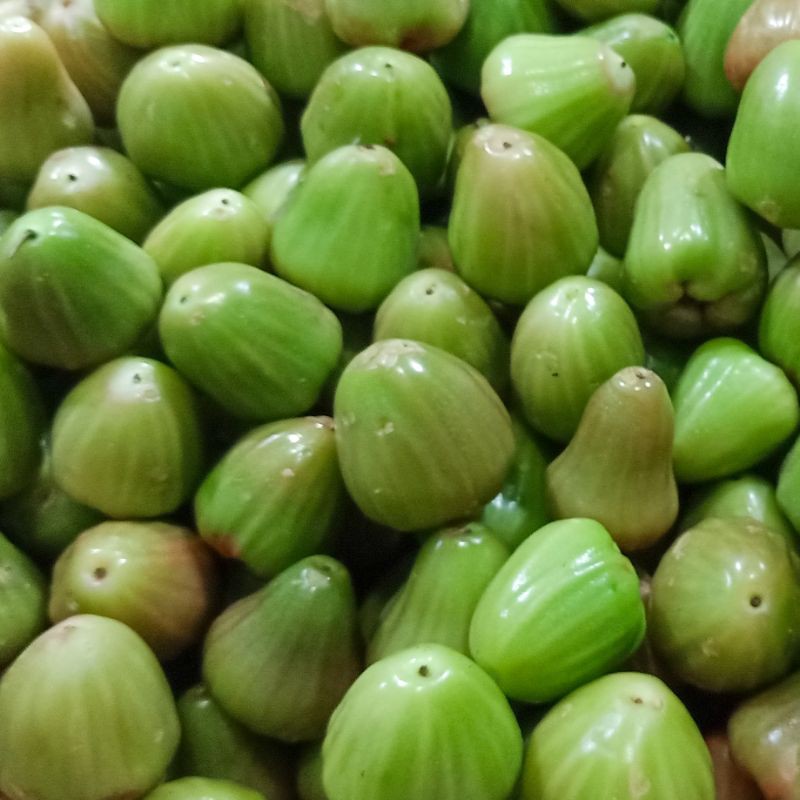 

Jambu DELI MADU HIJAU