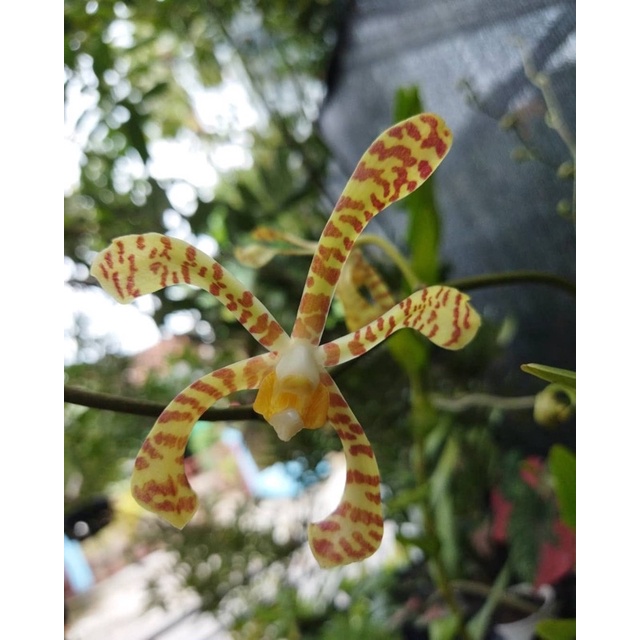 Anggrek kalajengking