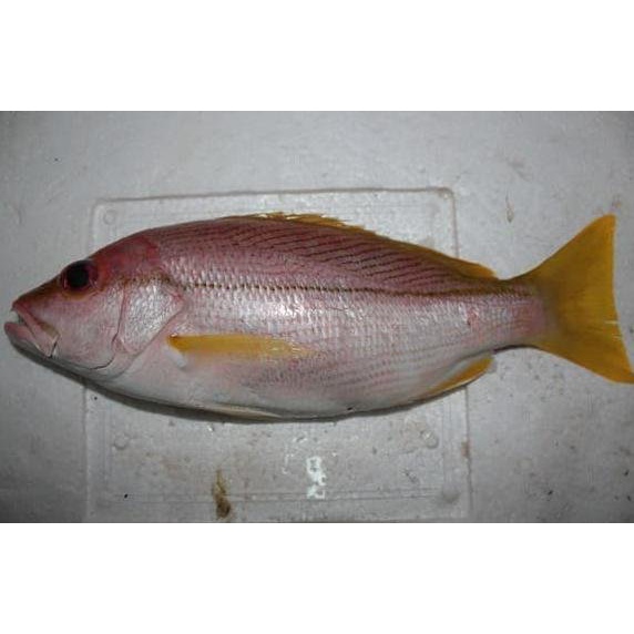 

Ikan Kuniran Segar Ikan Segar Kuniran Ikan Laut Fresh GARANSI SEGAR