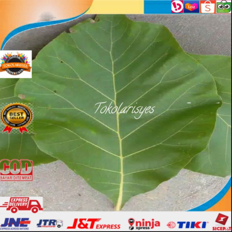 

Daun jati segar 1 kg terlaris