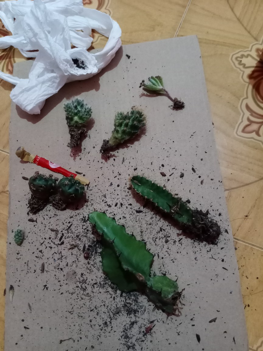 Kaktus Ownroot Bukan Bekas Sambungan Bebas Pilih