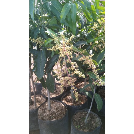 bibit mangga Irwin siap berbuah