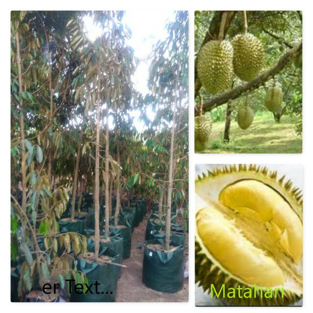 Pohon Durian Matahari sudah berbunga