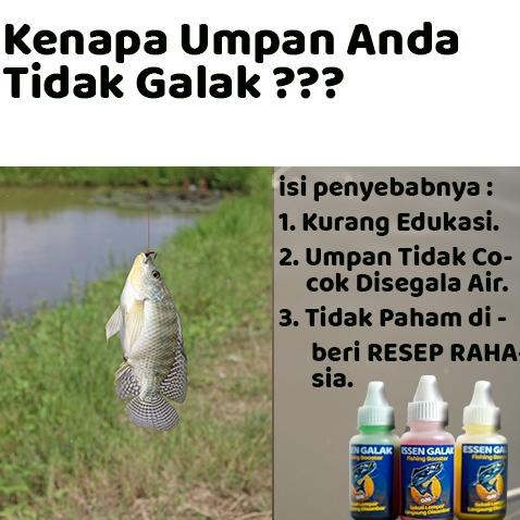 Barang Bagus Essen Ikan Nila Media Lumut Paling Ampuh 15 Mili Essen galak .