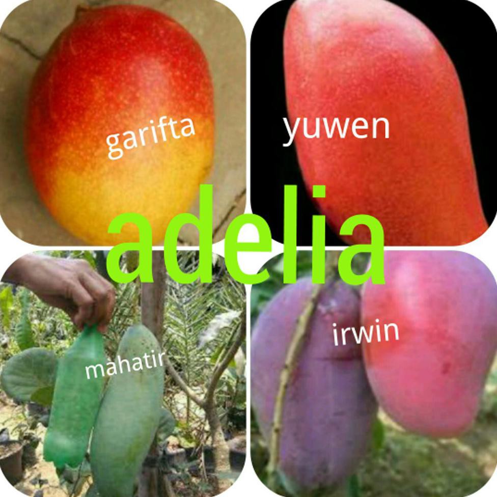 NEW PAKET 4 BIBIT MANGGA GARIFTA YUWEN MAHATIR IRWIN