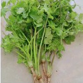 Daun Ketumbar Wansui