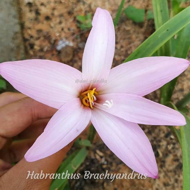 

Umbi bunga rainlily habrantus brachyandrus