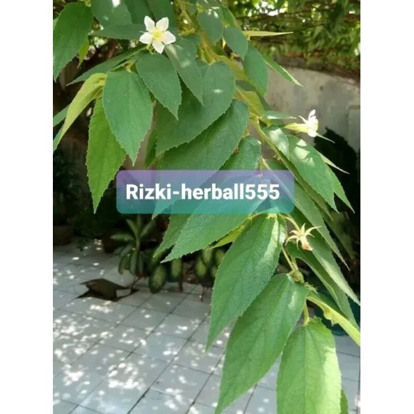 

daun ceri keresen segar per 1kg