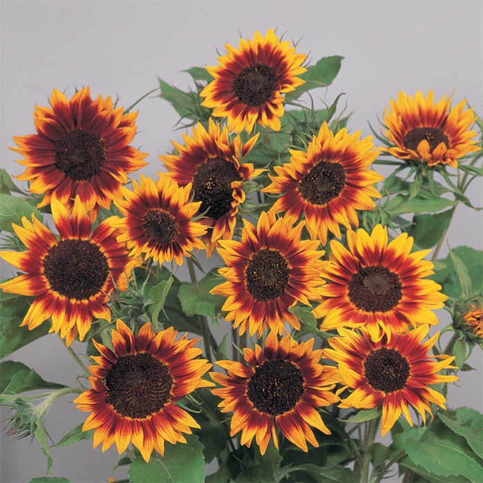 Benih Bibit Biji - Sunflower Ring of Fire Bunga Matahari Cincin Api Seeds - IMPORT