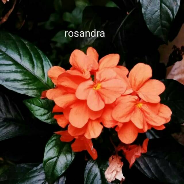 Pohon hias crosandra