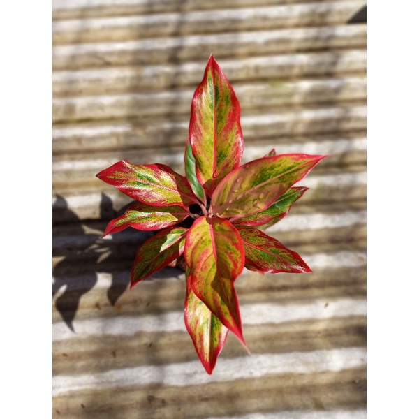 Aglonema Lipstik orange mutasi