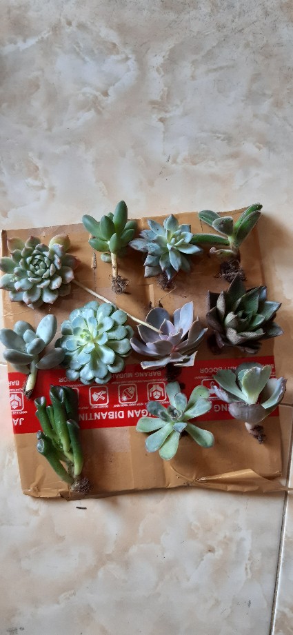 Sukulen Dan Kaktus Mini (echeveria ‘crinoline Ruffles’)