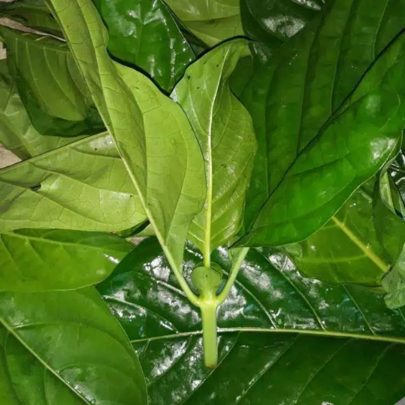 

daun mengkudu segar 1kg