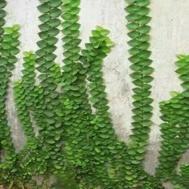 Jual Tanaman Hias Merambat Dolar Daun Besar / Dollar Daun Besar ...