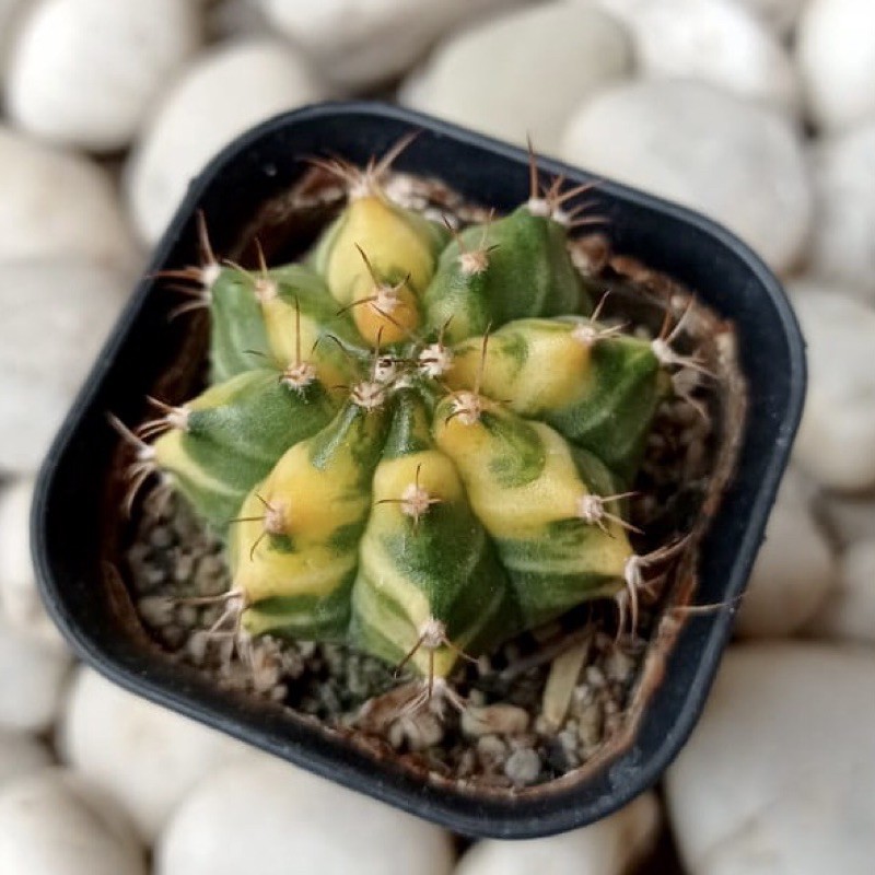 Kaktus Gymno Miha Yellow