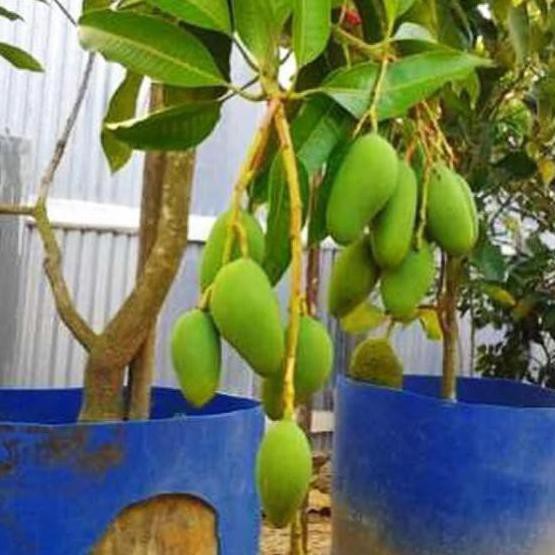 Kliwon Z3R0 T.E.R.L.A.R.I.S > Kw Super Bibit Tanaman Buah Mangga Kio Jay (Kiojay) 70 Cm Tanaman