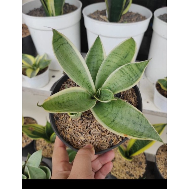 sansevieria Hahnii cream