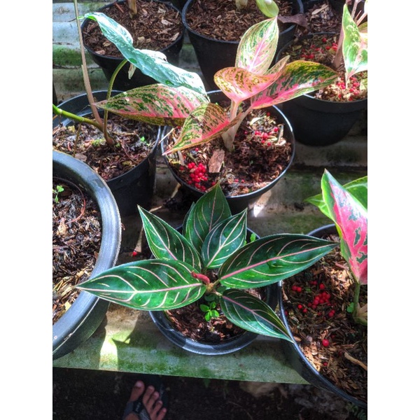 Aglonema Black POS Remaja