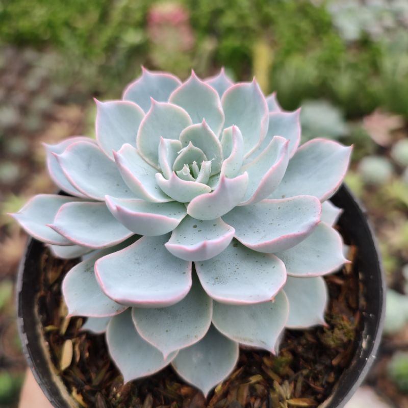 Echeveria Desmetiana Subsessiliss| DP 10cm | Sukulen