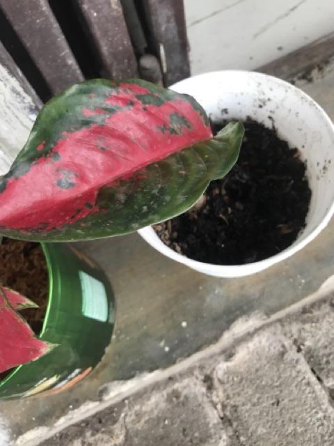 Aglonema Suksom Jaipong Anakan