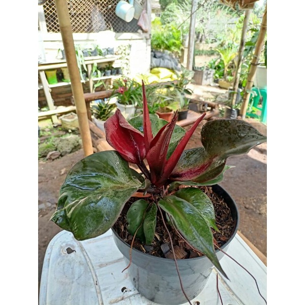 philodendron red heart tanaman hias outdoor plants