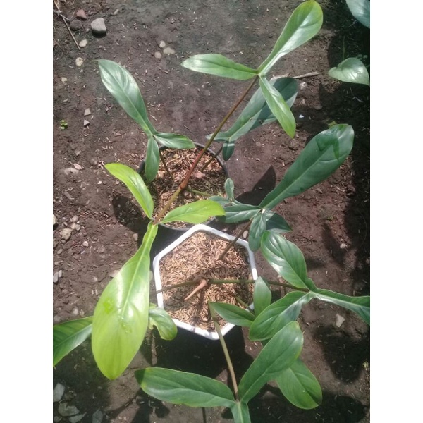 Philo kode 69686.1daun+bonus burlemarx variegata.pilo_philodendron.