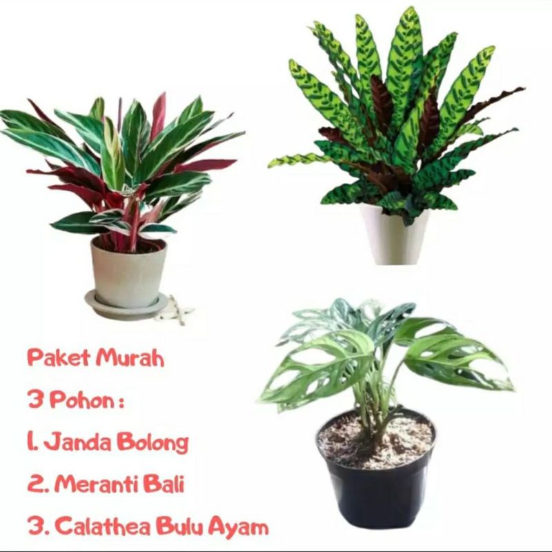 Paket 3 tanaman hias calatea murah