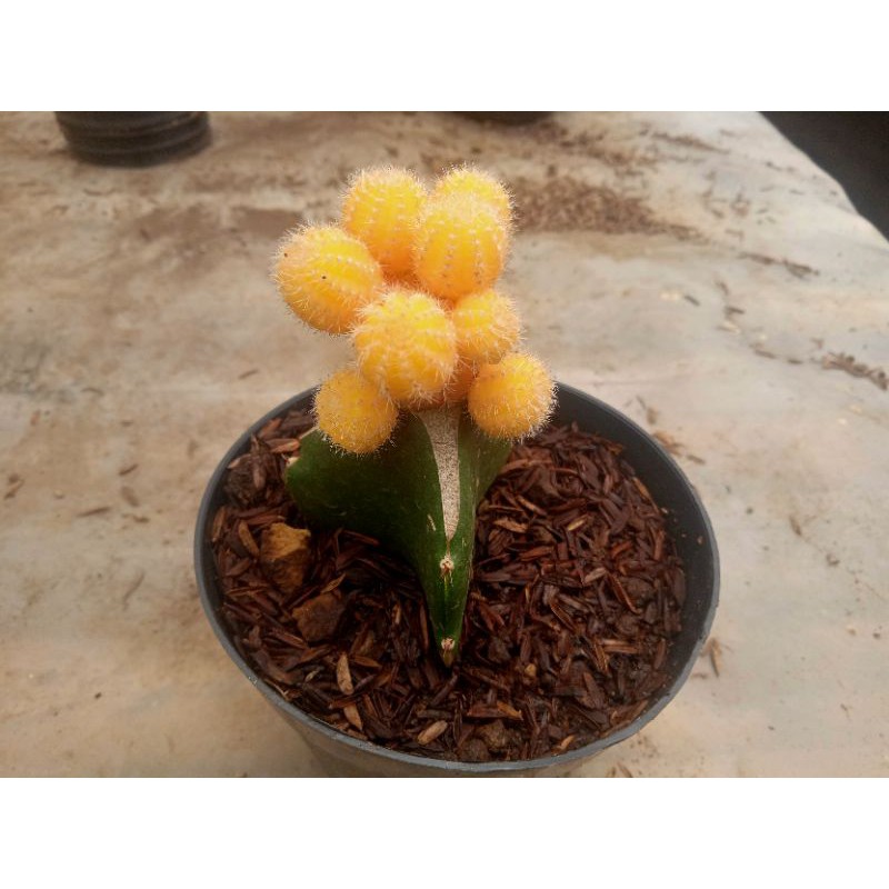 kaktus grafting ogan maru cluster + Freepot