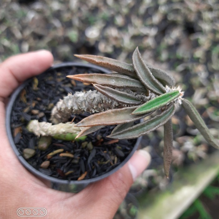 euphorbia decaryi tanaman