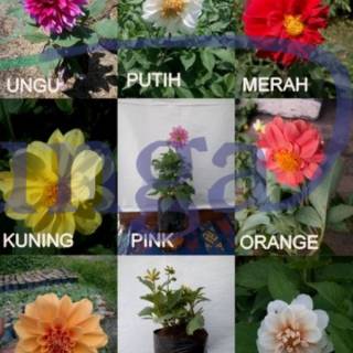 Paket 10 Umbi Bunga  Dahlia  banyak warna bibit unggul 