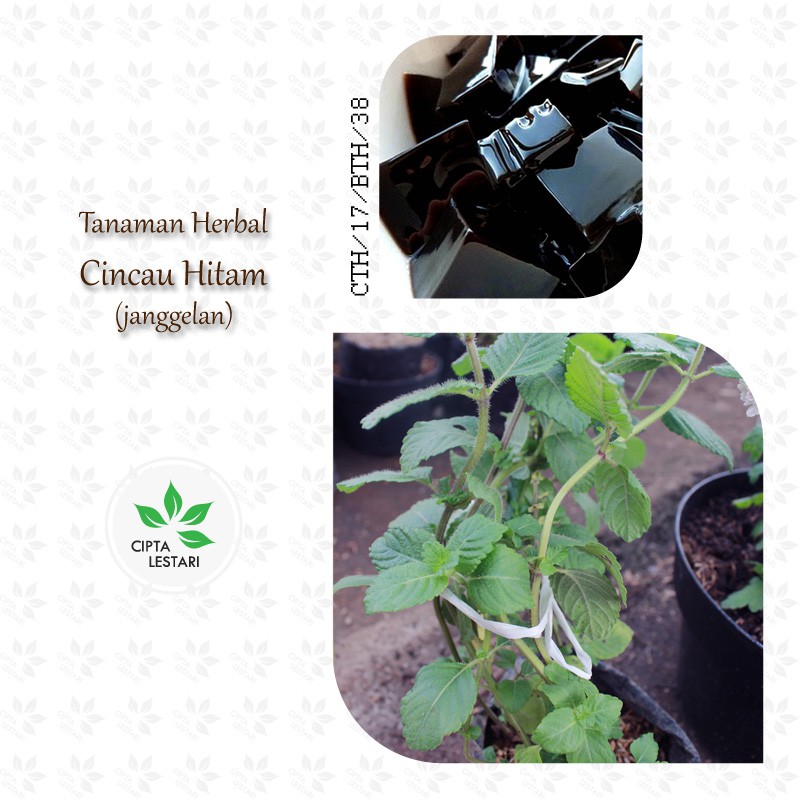 Bibit Tanaman Cincau Hitam Bibit Tanaman Daun Cincau Hitam Pohom Daun Cincau Hitam Janggelan