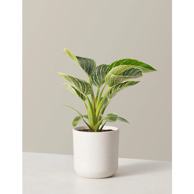 tanaman philo birkin dewasa rimbun