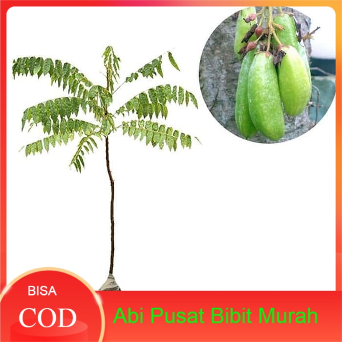 Bibit Buah Belimbing Wuluh
