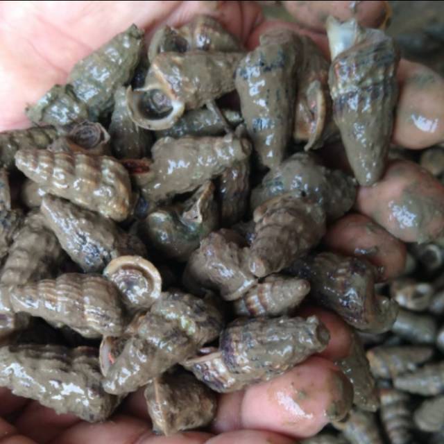 

KERANG NENE