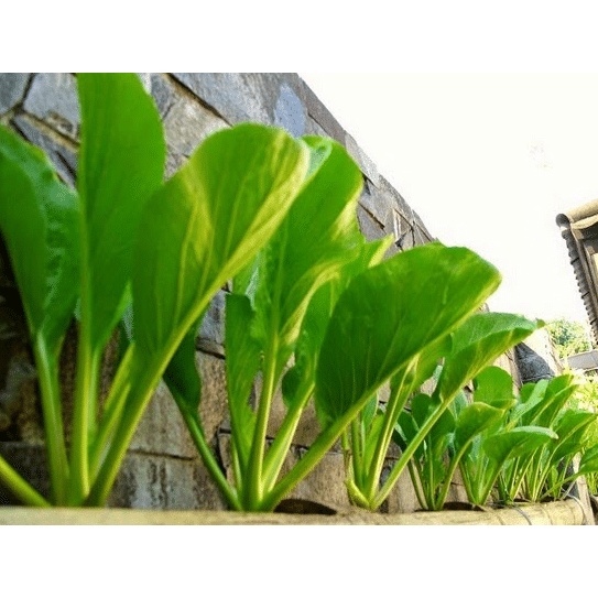 BENIH BIJI BIBIT UNGGUL SAYURAN SAWI HIJAU CAISIM REPACK TOSAKAN CAP PANAH MERAH Murah Bibit Tanaman untuk Urban Farming Hidroponik dan Tanah Pekarangan Rumah-2