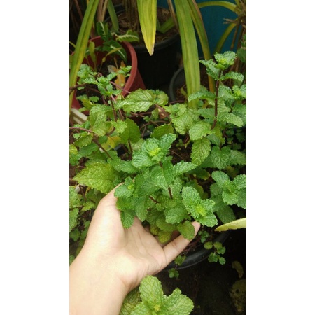 TANAMAN DAUN MINT