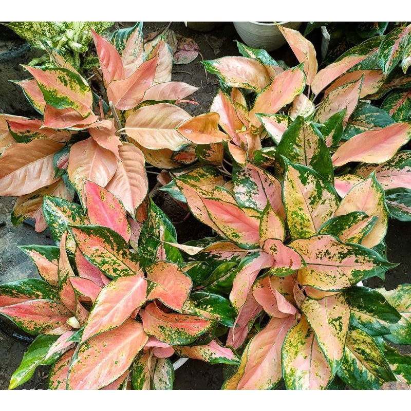 aglonema kocin tembaga