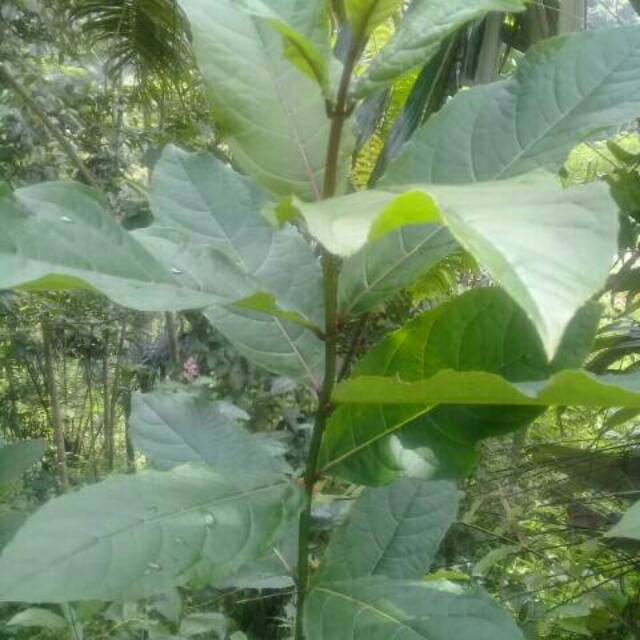 

Promo daun semugu fres segar 300gram