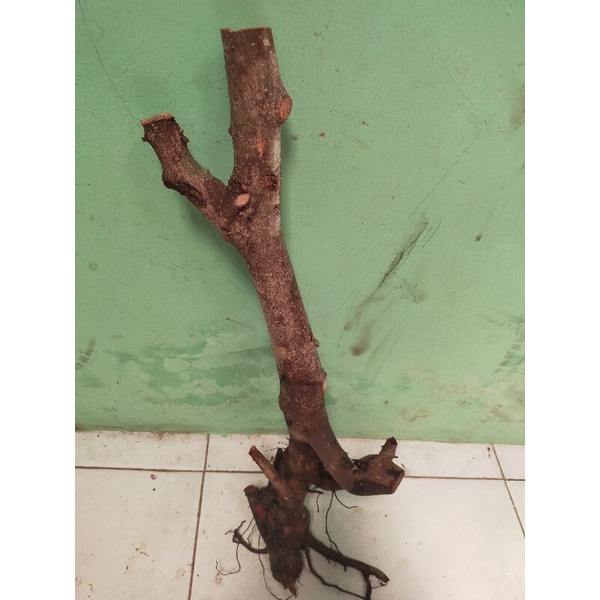 bahan bonsai dongkelan iprik