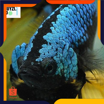 [REAL] Cupang Avatar Top Quality Top Grade Indukan Avatar x Avatar Super Remaja