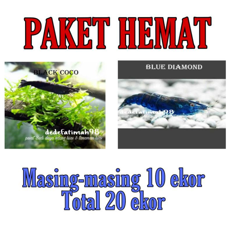 

PAKET HEMAT black Coco 10 ekor blue diamond 10 ekor