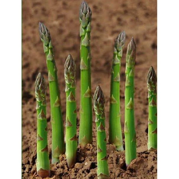 benih ASPARAGUS mary washington isi 2 biji